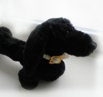 Black dachshund dog