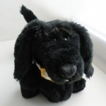 Black dachshund dog.