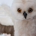 Owl Lucretia by Mint-Bird (Alena Tauseneva)